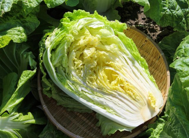 chinese cabbage